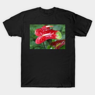 Bi-colour Anthurium T-Shirt